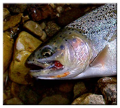 Barbless Hook Petition – Flathead Valley Trout Unlimited